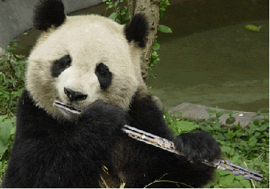 panda-playing-flute